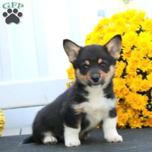 Pepper, Pembroke Welsh Corgi Puppy