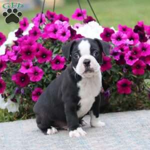 Pepper, Boston Terrier Puppy