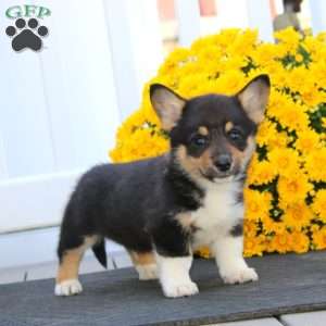 Pepper, Pembroke Welsh Corgi Puppy