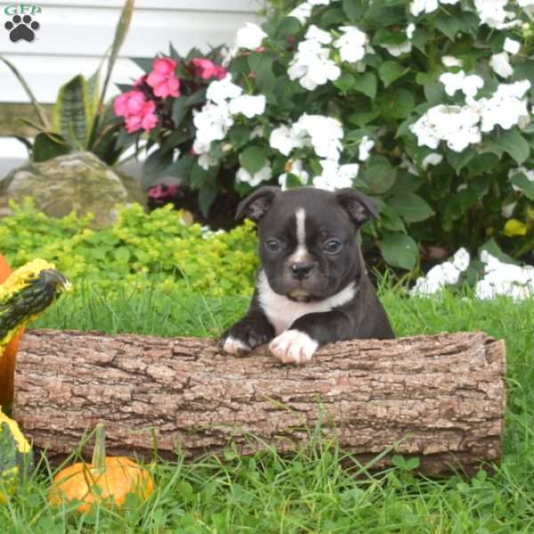 Peppermint, Boston Terrier Puppy