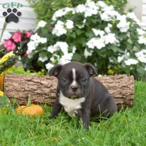 Peppermint, Boston Terrier Puppy