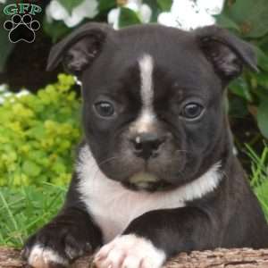 Peppermint, Boston Terrier Puppy