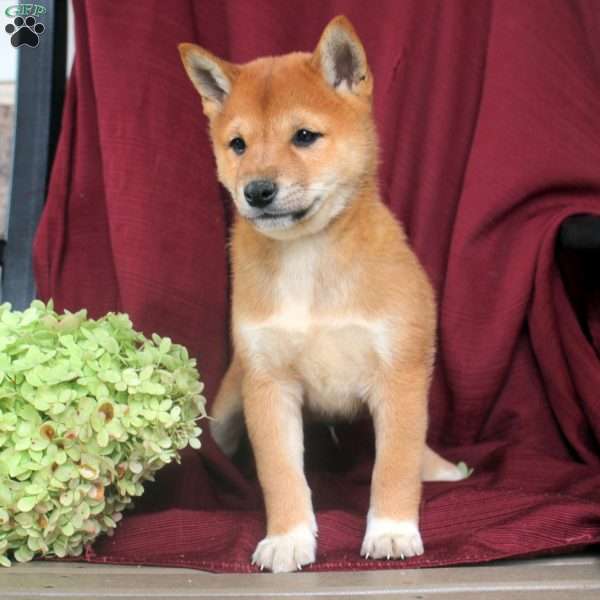 Pepsi, Shiba Inu Puppy