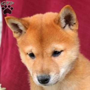 Pepsi, Shiba Inu Puppy
