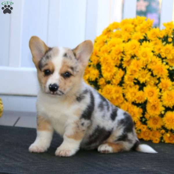 Pepsi, Pembroke Welsh Corgi Puppy