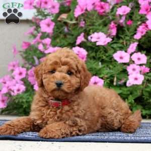 Pepsi, Miniature Poodle Puppy