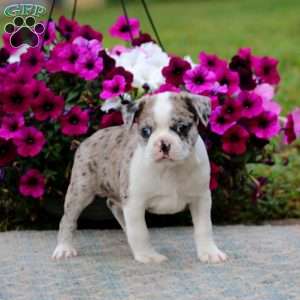Pepsi, Boston Terrier Puppy