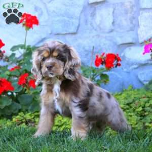 Pepsi, Cocker Spaniel Puppy