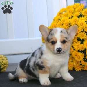 Pepsi, Pembroke Welsh Corgi Puppy