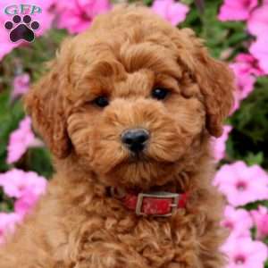 Pepsi, Miniature Poodle Puppy