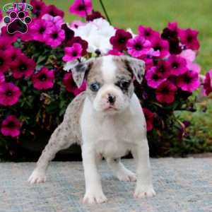 Pepsi, Boston Terrier Puppy