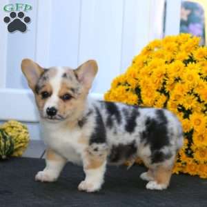 Pepsi, Pembroke Welsh Corgi Puppy