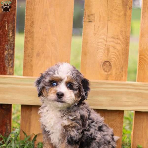 Percy, Mini Bernedoodle Puppy