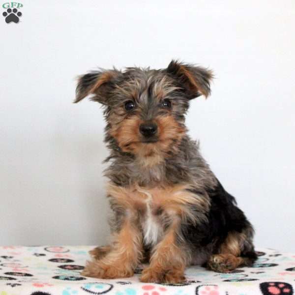 Percy, Yorkie Puppy