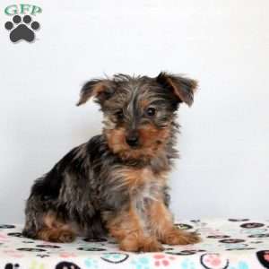 Percy, Yorkie Puppy