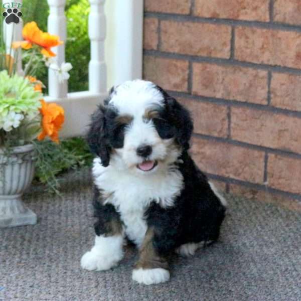 Perry, Mini Bernedoodle Puppy
