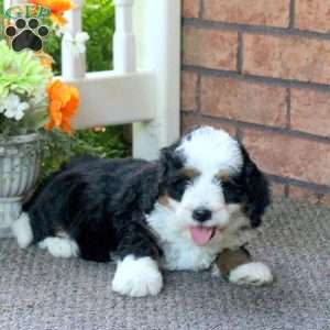 Perry, Mini Bernedoodle Puppy