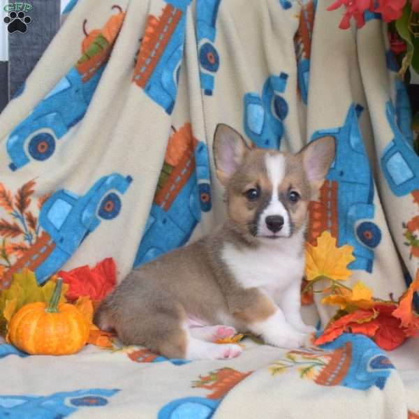 Pesto, Pembroke Welsh Corgi Puppy