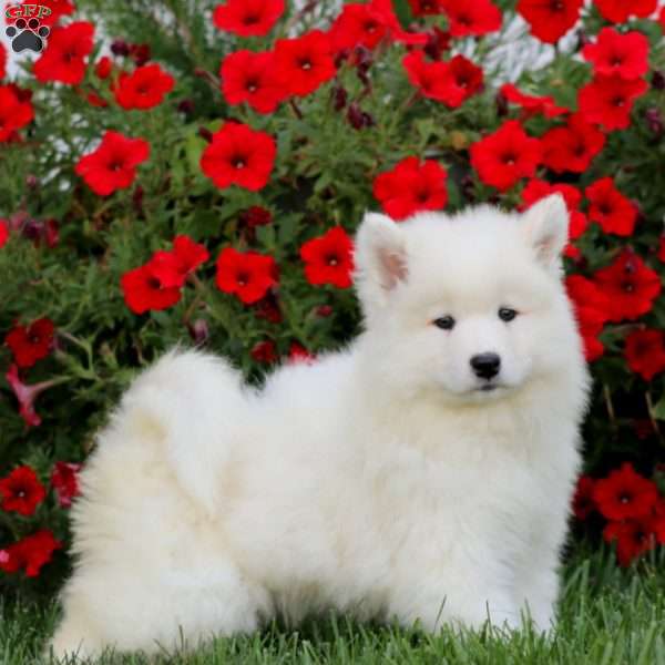 Petals, Samoyed Puppy