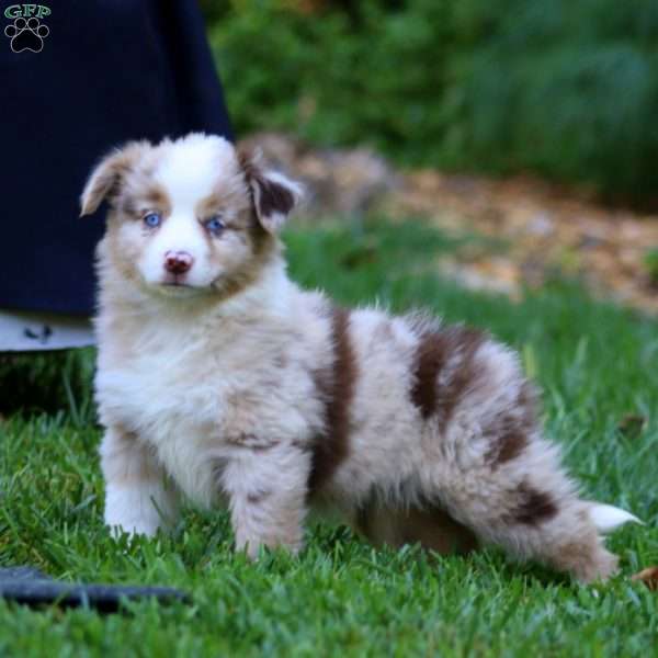 Petals, Miniature Australian Shepherd Puppy