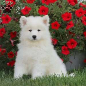 Petals, Samoyed Puppy