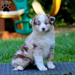Petals, Miniature Australian Shepherd Puppy