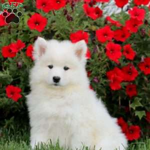 Petals, Samoyed Puppy