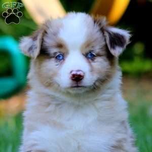 Petals, Miniature Australian Shepherd Puppy