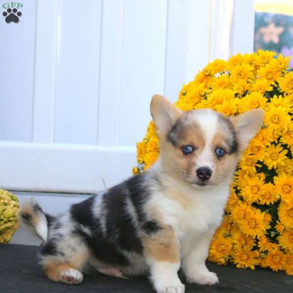 Pete, Pembroke Welsh Corgi Puppy