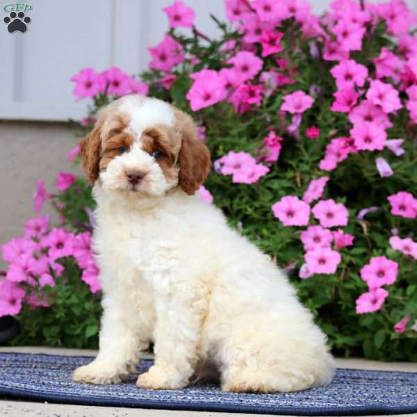 Pete, Miniature Poodle Puppy
