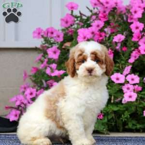 Pete, Miniature Poodle Puppy