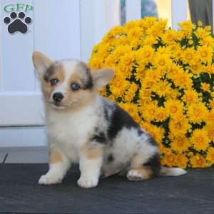 Pete, Pembroke Welsh Corgi Puppy