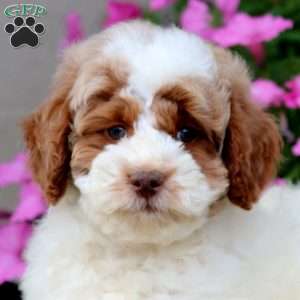 Pete, Miniature Poodle Puppy
