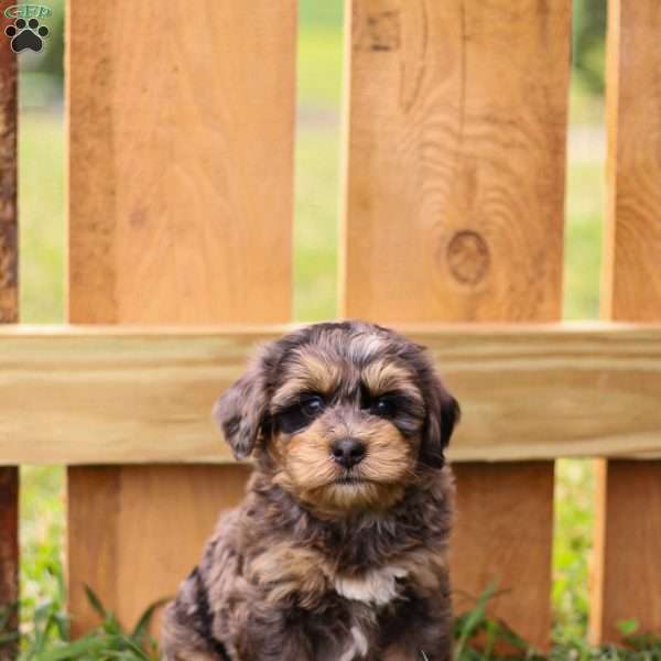 Peter, Mini Bernedoodle Puppy
