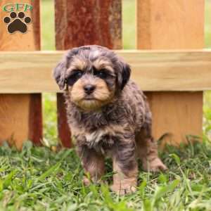 Peter, Mini Bernedoodle Puppy