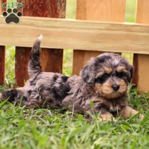 Peter, Mini Bernedoodle Puppy