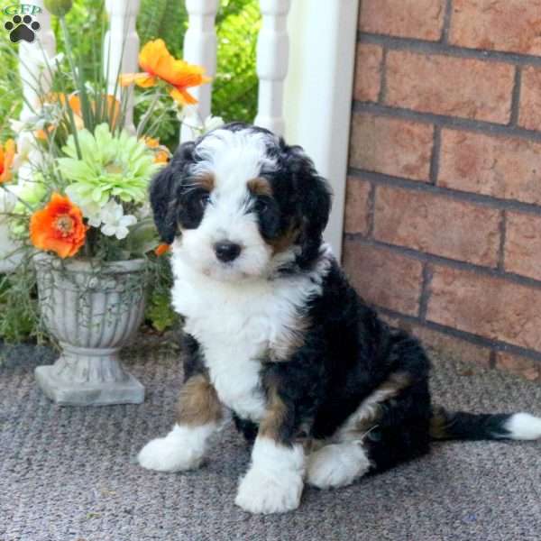 Peter, Mini Bernedoodle Puppy