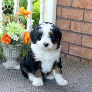 Peter, Mini Bernedoodle Puppy