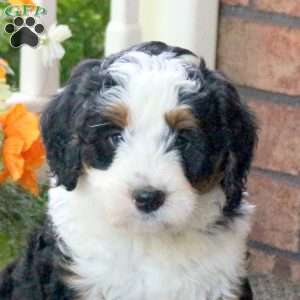Peter, Mini Bernedoodle Puppy