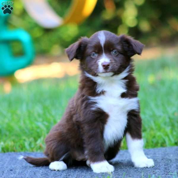 Petunia, Miniature Australian Shepherd Puppy