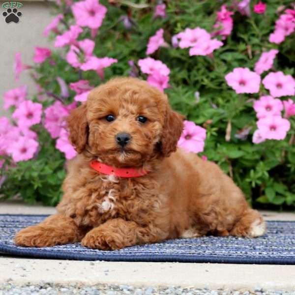 Petunia, Miniature Poodle Puppy