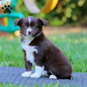 Petunia, Miniature Australian Shepherd Puppy