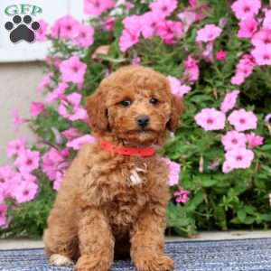 Petunia, Miniature Poodle Puppy
