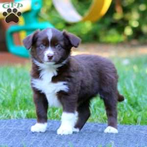 Petunia, Miniature Australian Shepherd Puppy