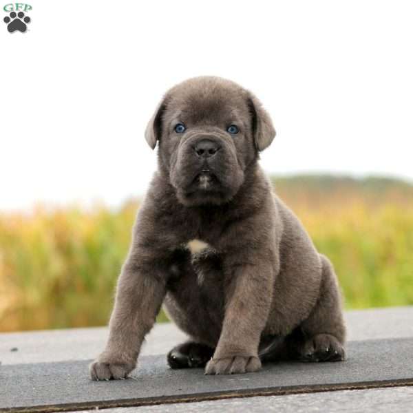 Peyton, Cane Corso Puppy
