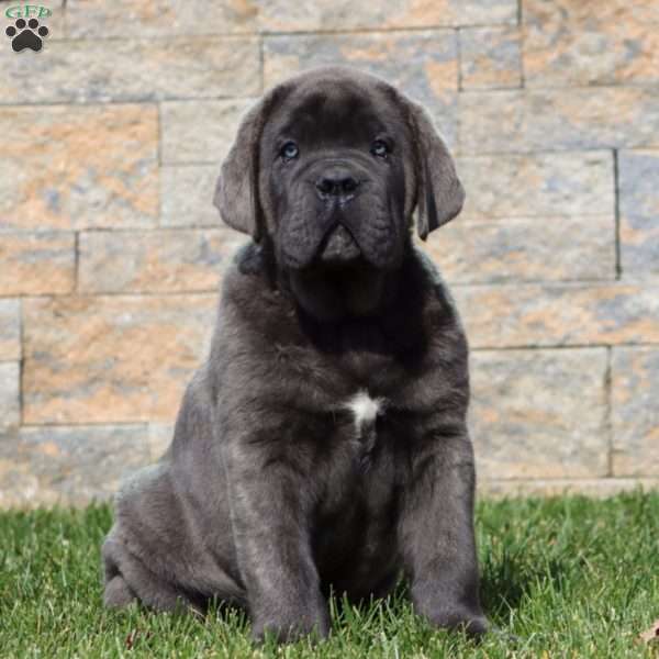 Peyton, Cane Corso Puppy