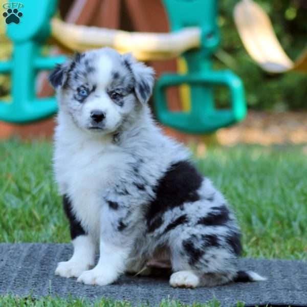 Peyton, Miniature Australian Shepherd Puppy