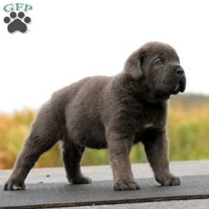 Peyton, Cane Corso Puppy