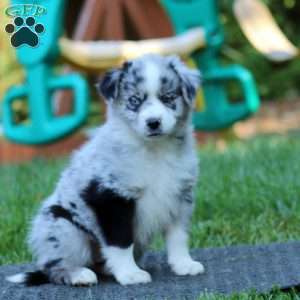 Peyton, Miniature Australian Shepherd Puppy