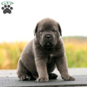 Peyton, Cane Corso Puppy